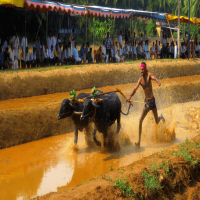 Kambala Festival Trip